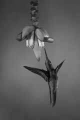 Fototapeta premium Mono fawn-breasted brilliant flaps wings under flower