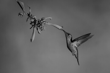 Fototapeta premium Mono fawn-breasted brilliant feeding off Cape fuchsia