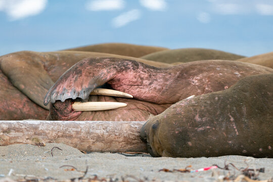 View of walruses resting on the sandy shore near a piece of driftwood with snowy mountains in the background at Poolepynten, Svalbard, Svalbard and Jan Mayen.