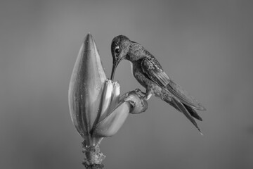 Obraz premium Mono fawn-breasted brilliant perches drinking from flower