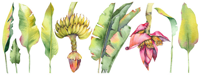 Watercolor tropical set with banana leaves, a bunch of ripe bananas, and a large pink banana blossom. Hand-painted botanical elements isolated on white background. Perfect for prints, packaging © JeannaDraw