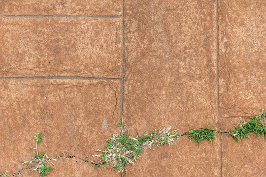 Cracked outdoor walkway with weeds growing through damaged pavement