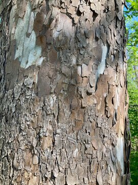bark of a  American Sycamore tree