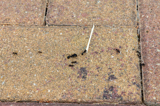 Ant Trail with Worker Ant Carrying a Large Piece