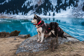 Two loyal dogs sitting on a rock against a turquoise mountain lake background, Siberian Husky and black companion dog enjoying the view of an alpine glacial lake, Two dogs © Marina Seagull