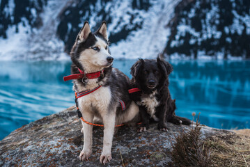 Siberian Husky and black companion dog enjoying the view of an alpine glacial lake, Adventure dogs traveling in the mountains by a beautiful blue lake in winter © Marina Seagull