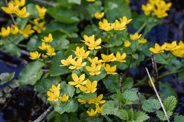 Obraz premium Marsh marigolds blooming in a wetland meadow 