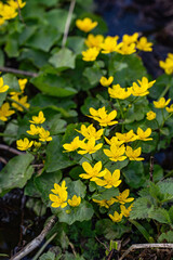 Obraz premium Marsh marigolds blooming in a wetland meadow 