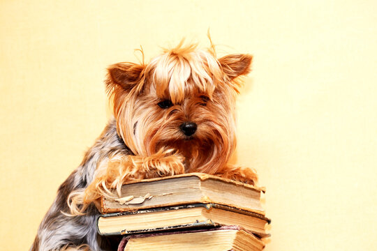 Clever Dog