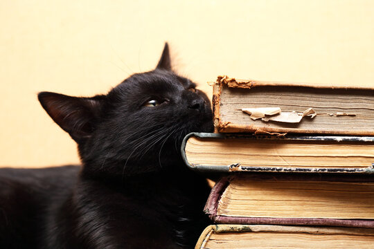 Clever Cat