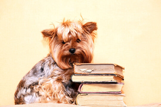 Clever Dog