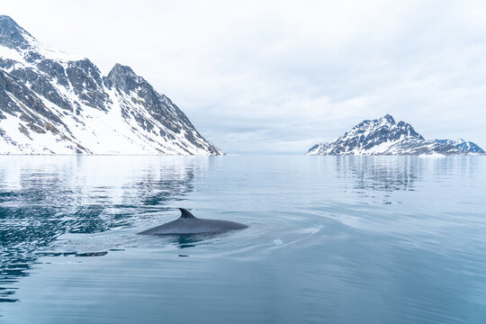 View of a whale swimming in the calm arctic ocean with snow-capped mountains in the background Svalbard and Jan Mayen.