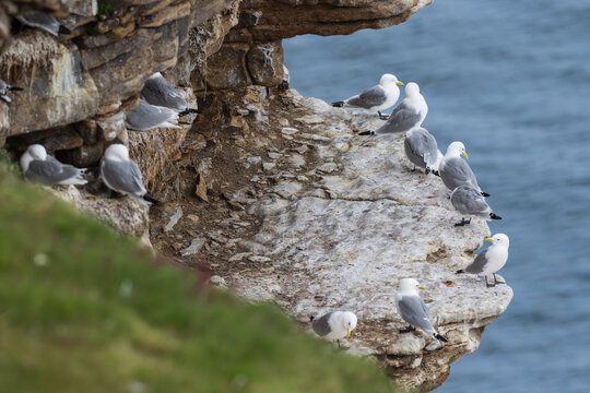 Kittiwake (Rissa tridactyla)