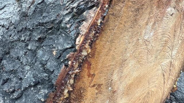 Stack of cut timber logs in a forest showing rough bark texture and wood rings with soft natural light filtering through the background. 4K rugged bark. Gray tones contrast with warm, earthy streaks. 