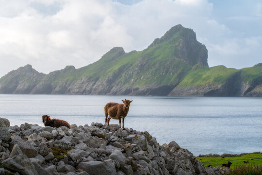 View of Soay sheep standing on a stone wall with the green cliffs of Hirta and the calm sea in the background Scotland, United Kingdom.