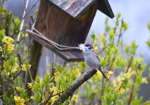 Spatz mit Nistmaterial am Meisenkasten 