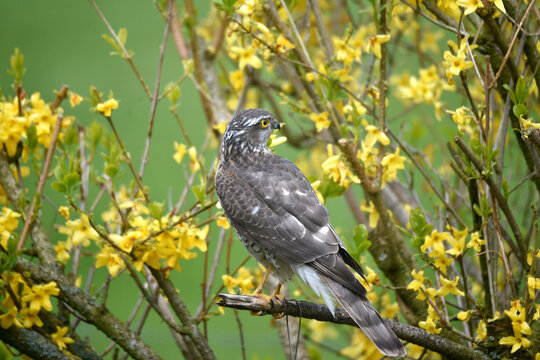Sperber sitzt im Forsythia