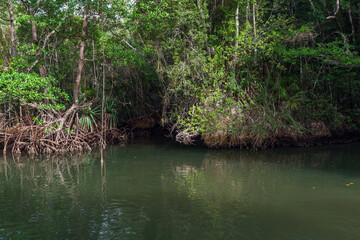 Lush tropical mangrove forest with tangled exposed roots and calm green river reflections, creating a serene coastal wetland scene rich in biodiversity, texture and natural atmosphere