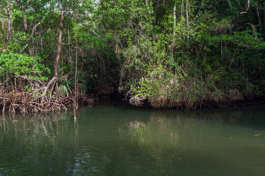 Lush tropical mangrove forest with tangled exposed roots and calm green river reflections, creating a serene coastal wetland scene rich in biodiversity, texture and natural atmosphere