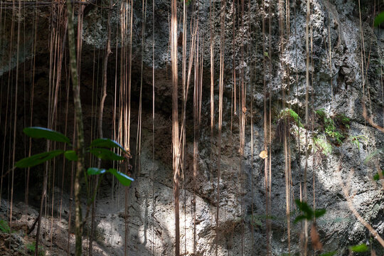 Los Tres Ojos park view. Rocky landscape of the open-air limestone cave and lianes located in the Mirador del Este park, in the Santo Domingo, Dominican Republic