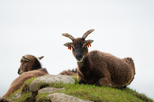 View of Soay sheep with curved horns resting on the rocky and grassy terrain of Hirta under an overcast sky in Scotland, United Kingdom.