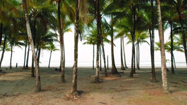 Palm tree grove framing a serene sandy beach on a sunny tropical day