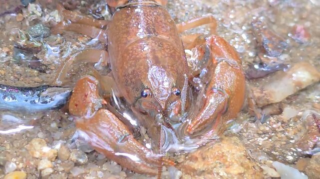 

Macro Shot of a Crayfish in the Wild Water Environment # 022

