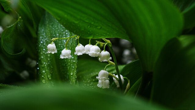 lily of the valley in spring