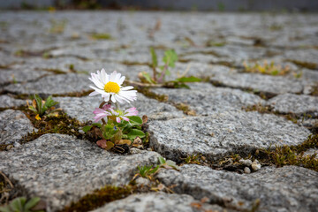 Naklejka premium A resilient common daisy grows through the cracks of a stone pavement, showcasing a vibrant white and yellow bloom against a textured, grey urban background.
