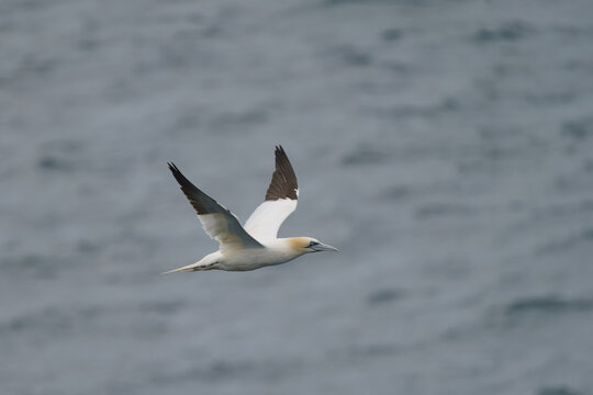 View of a Northern Gannet in flight with its wings spread over the blue waters of the Atlantic Ocean near Boreray, Scotland, United Kingdom.
