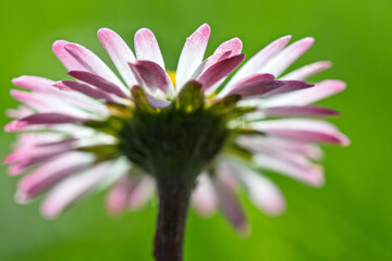 Back View of Pink Common Daisy on Green Background © Vjom