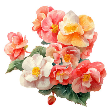 Begonia Bouquet watercolor artwork, high-quality professional vector illustration isolated on a white background.