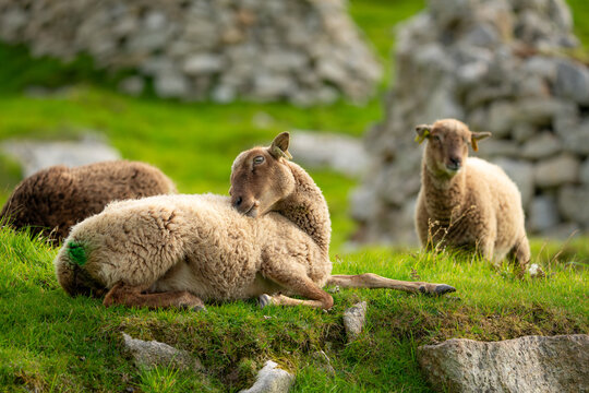 View of Soay sheep resting and scratching on the green grassy slopes of Hirta near historic stone ruins in Scotland, United Kingdom.