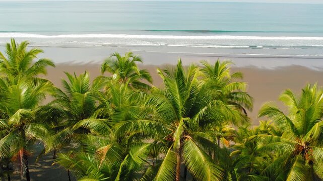 Lush palm canopy overlooking a long quiet tropical coastline and dark sand beach