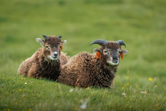 View of two Soay sheep with dark brown wool and horns resting on a lush green grassy hill on Hirta island, Scotland, United Kingdom.