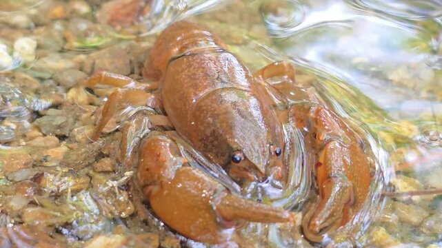 

Macro Shot of a Crayfish in the Wild Water Environment # 026

