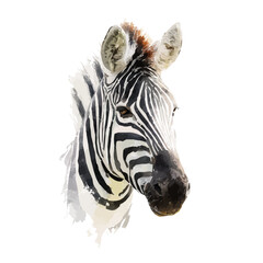 Watercolor painting of Zebra, detailed and artistic vector illustration on a white background. © Cooper
