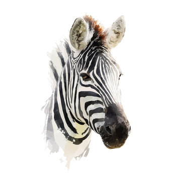 Watercolor painting of Zebra, detailed and artistic vector illustration on a white background.