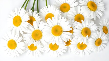 Fototapeta premium Fresh daisies in full bloom on a clean white background.