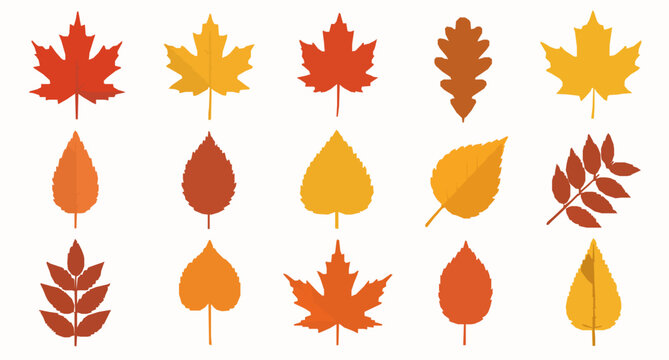 Autumn leaves vector set colorful cartoon maple oak and birch leaves isolated on white background
