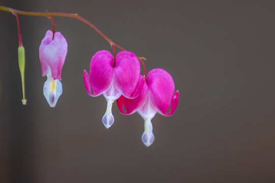 Selective focus of pink flowers, Dicentra known as bleeding-hearts is a genus of eight species of herbaceous plants with oddly shaped, Dicentra formosa blooming in the garden, Nature floral background