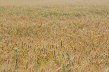 Fototapeta premium Hordeum vulgare barley tall stem and seeds in golden yellow color before harvesting on the field, ripening agricultural cereal