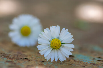 Common daisy Bellis perennis flowers on rusty metal background with soft light © Iva