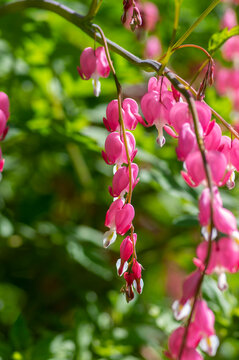 Dicentra spectabilis bleeding heart flowers in hearts shapes in bloom, beautiful Lamprocapnos pink white flowering plant