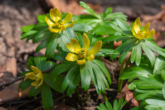 Eranthis hyemalis winter aconite flowers in bloom, beautiful early springtime yellow flowering plants