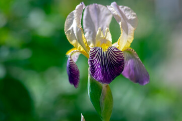Iris sambucina colorful tall flowering springtime plant, elder scented iris white violet yellow flowers in bloom © Iva
