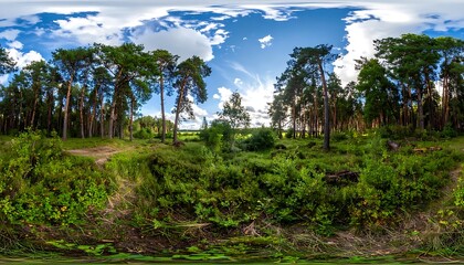 Obraz premium Pine forest panorama