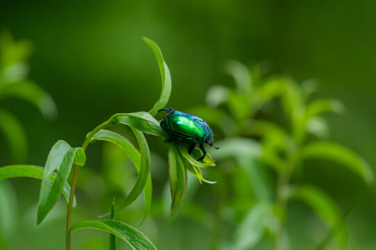 Metallic green rose chafer beetle Protaetia cuprea on wild Canadian horseweed in natural habitat