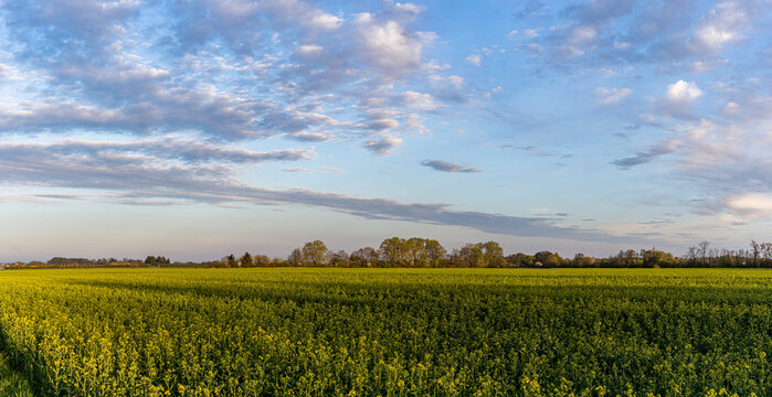 Panoramic Rapeseed Field Under Dramatic Blue Cloudy Sky at Sunset. sity Prostejov, město Prostějov, Olomouck&yacute; kraj, Olomouc Region, ČR, Česko, Moravia, Czechia, Europe