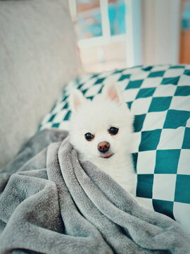 white pomeranian